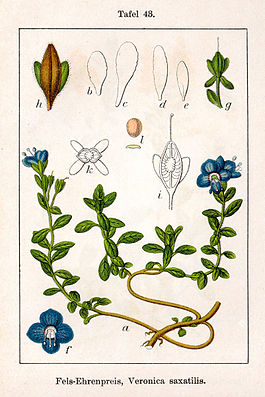 Ботаническая иллюстрация Якоба Штурма из книги «Deutschlands Flora in Abbildungen», 1796