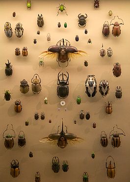 WLA vanda Collection of Beetles.jpg