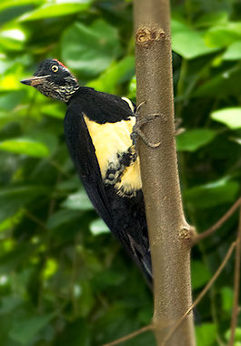 Wb-woodpecker.jpg