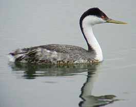 Western Grebe at the Cabrillo Salt Marsh.jpg