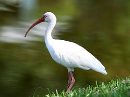White Ibis in Florida.jpg