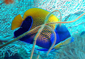 1 Pomacanthus navarchus Blue-gridled angelfish.jpg