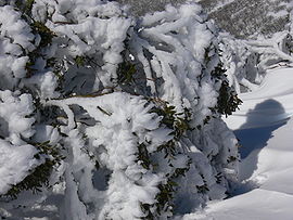 Snow Gum 2.JPG