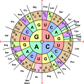 единицей генетического кода является сочетание трех нуклеотидов. 270px codons aminoacids table. единицей генетического кода является сочетание трех нуклеотидов фото. единицей генетического кода является сочетание трех нуклеотидов-270px codons aminoacids table. картинка единицей генетического кода является сочетание трех нуклеотидов. картинка 270px codons aminoacids table. Генетический код – это информация в геноме, где закодированы строение и структура белковых молекул человеческого организма. Одна молекула ДНК является «носительницей знаний» о сотнях тысяч белков.