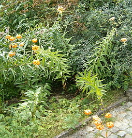 Lilium henryi HabitusInflorescences BotGardBln0806a.jpg