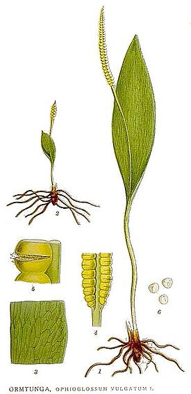 510 Ophioglossum vulgatum.jpg