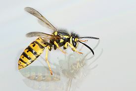 Vespula