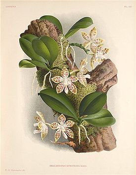 Phalaenopsis zebrina Teijsm. & Binn. 1862  Из книги Lucien Linden & Emile Rodigas «Lindenia Iconographie des Orchidées», 1892