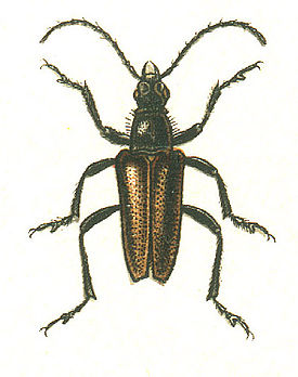 Acmaeops