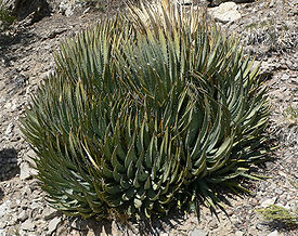 Agave utahensis 28.jpg