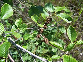 Alnus rhombifolia-6.jpg