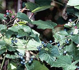 Виноградовник короткоцветоножковый