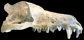 Andrewsarchus mongoliensis.jpg