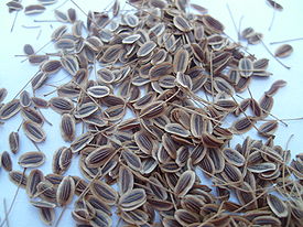 Anethum graveolens seeds.JPG