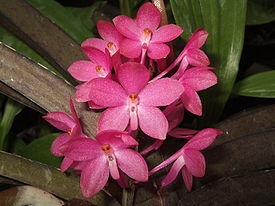 Ascocentrum ampullaceum.jpg