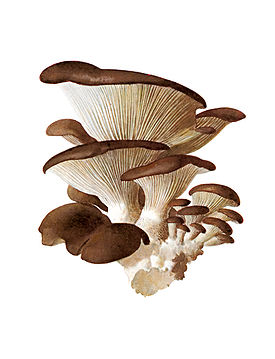 Pleurotus ostreatus