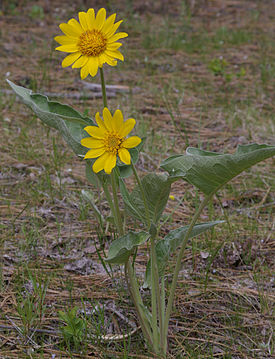 Balsamorhiza sagittata