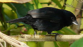 Blue-black Grassquit (male cropped).jpg