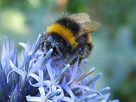 Bombus lucorum.jpeg