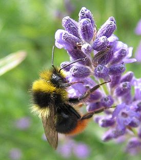 Bombus pratorum-02 (xndr).jpg