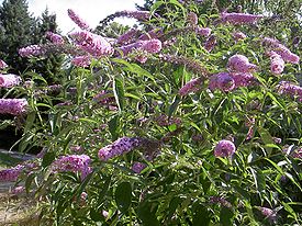 BuddlejaDavidiiStrauch.jpg