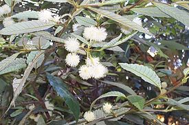 Callicoma serratifolia Elvina Bay.jpg