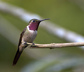 Аметистовый колибри