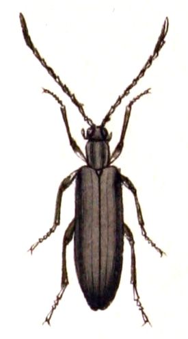 Calopodinae
