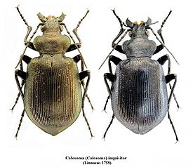 Calosoma (Calosoma) inquisitor.jpg