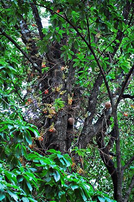 CanonBall treebark.jpg
