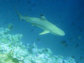 Мальгашская ночная акула