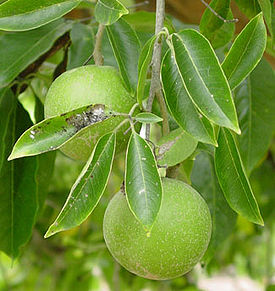 Casimiroa edulis - White Sapote.jpg