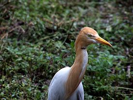 Cattle Egret in Summer.jpg