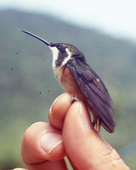 Chaetocercus mulsanti.jpg
