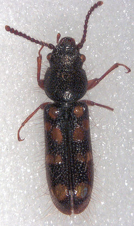 Chaetosomatidae