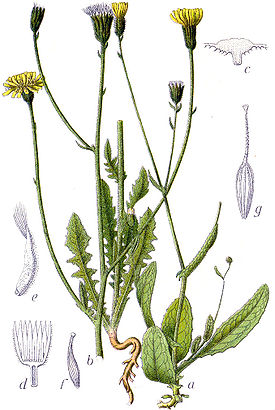 Crepis spp Sturm52.jpg