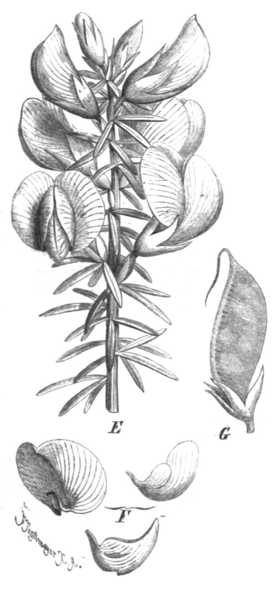 Cyclopia genistoides