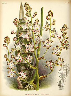Cyrtopodium aliciae111.jpg