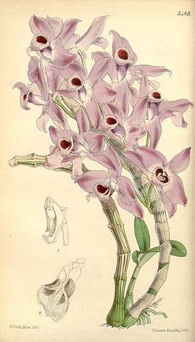 Dendrobium parishii