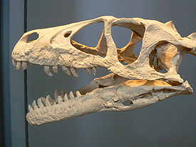 Dromaeosaurus skull paris.JPG