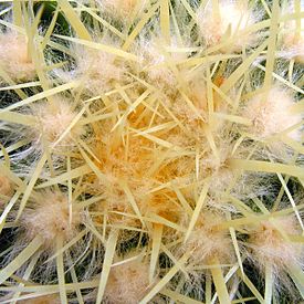 колючки имеются у каких растений. 275px Echinocactus grusonii20050716 01. колючки имеются у каких растений фото. колючки имеются у каких растений-275px Echinocactus grusonii20050716 01. картинка колючки имеются у каких растений. картинка 275px Echinocactus grusonii20050716 01. Колючки (в ботанике) — твёрдые одревесневшие заострённые образования у растений.