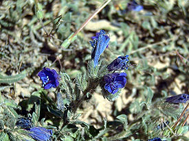 Echium sabulicola LaMata.jpg