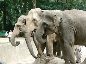 Elephas maximus zoo hamburg.JPG
