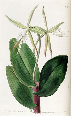 Epidendrum nocturnum - Edwards' vol. 23 pl 1961 (1827).jpg