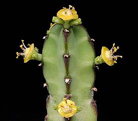 Euphorbia borenensis.jpg