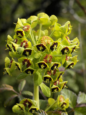 Euphorbia characias (flowers).jpg