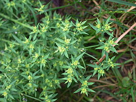 Euphorbia exigua2.jpg