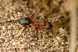 Кроваво-красный муравей-рабовладелец