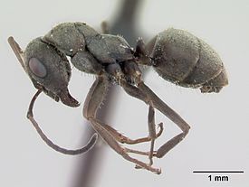 Серый песчаный муравей