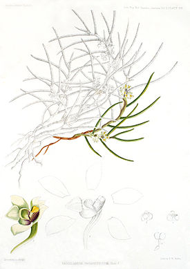 Gastrochilus inconspicuus